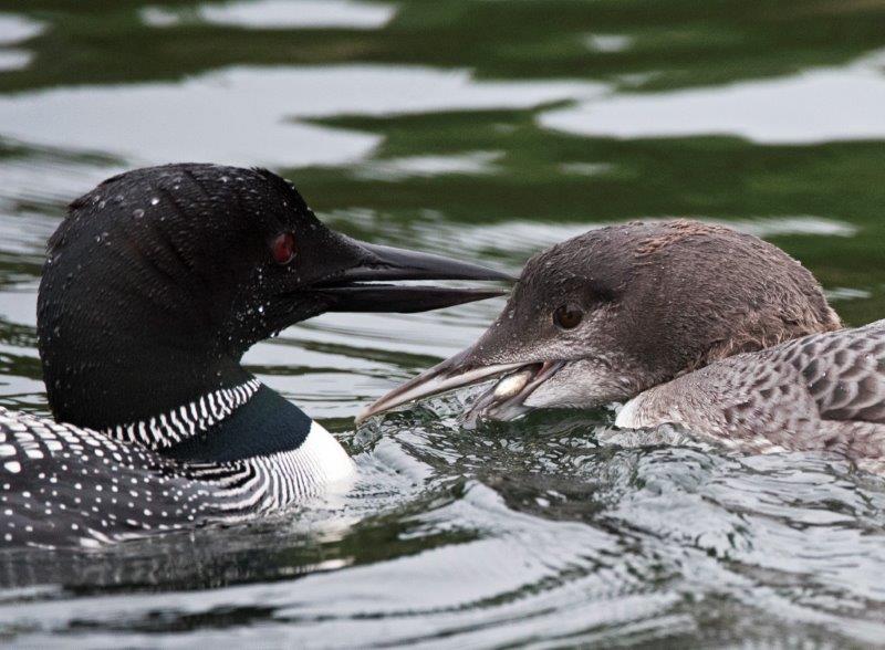 Adult and Juvenile 