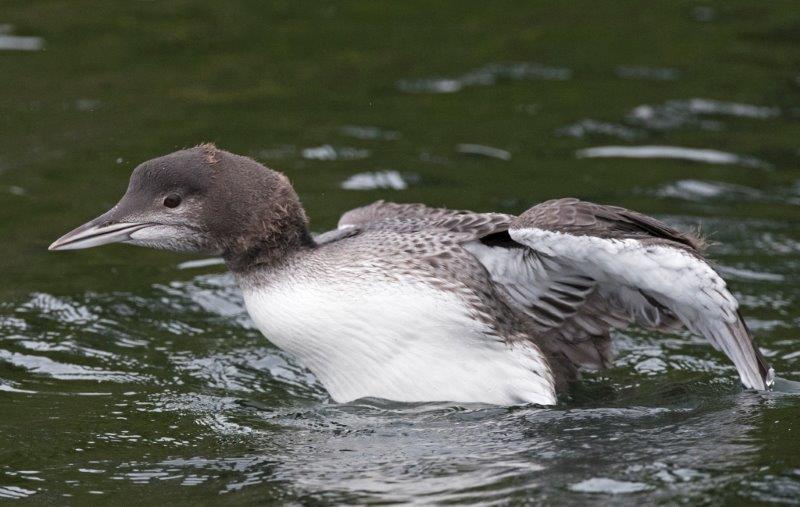 Juvenile loon
