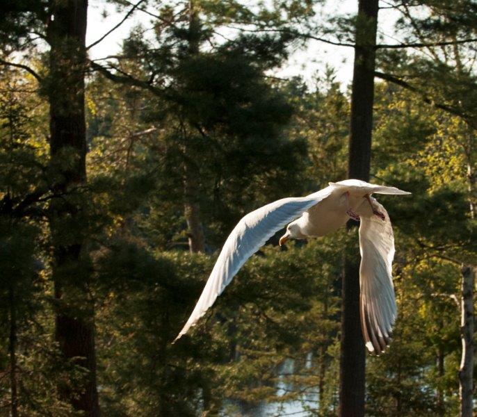 Herring Gull