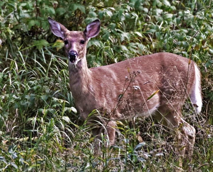 White Tailed Deer
