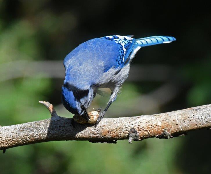 Blue Jay eating peanuts