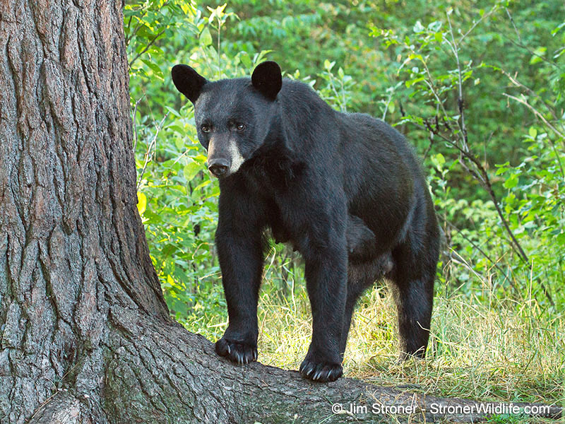 Keefer - August 5, 2012