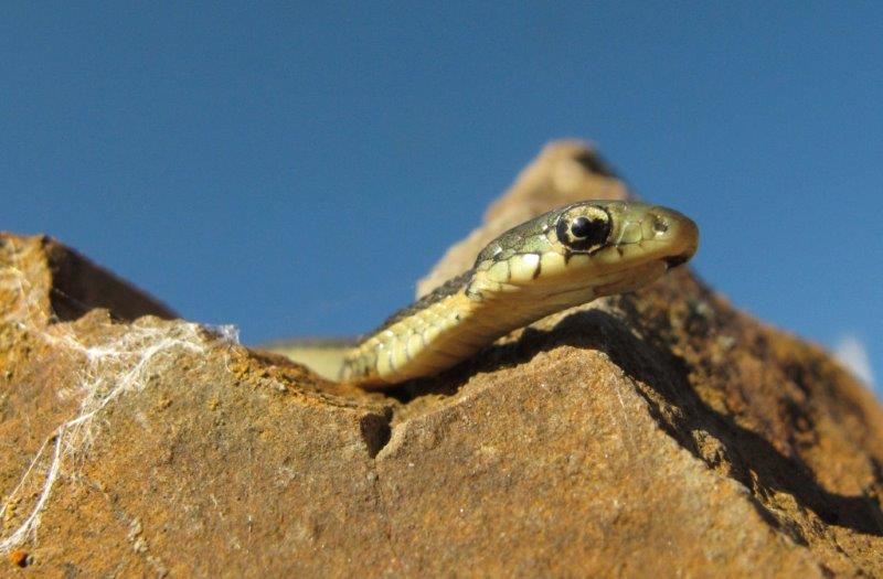 Newborn garter snake