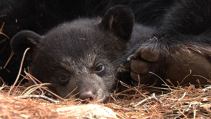 Precious Hope - May 10, 2010