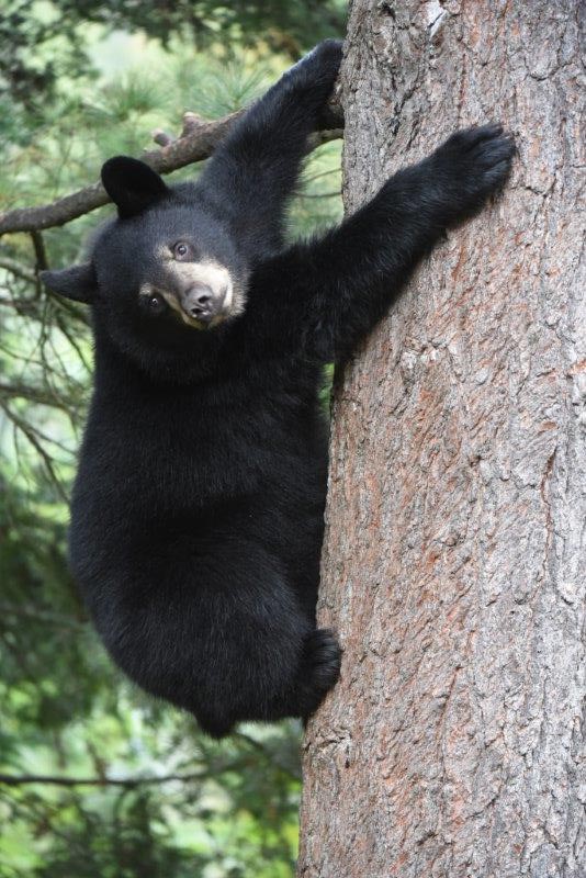 Stratton - Braveheart's cub