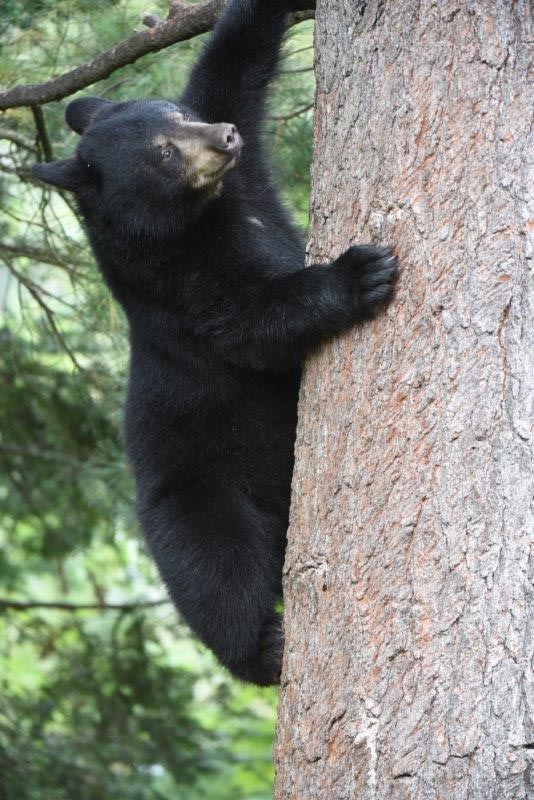 Stratton - Braveheart's cub