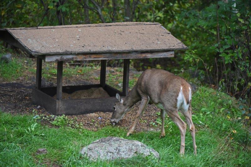 Deer eating at feeding station