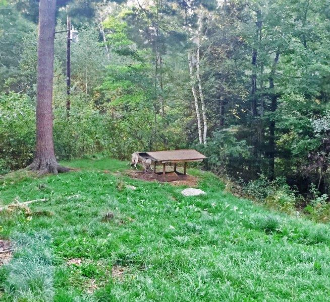 Wolf eating at feeding station