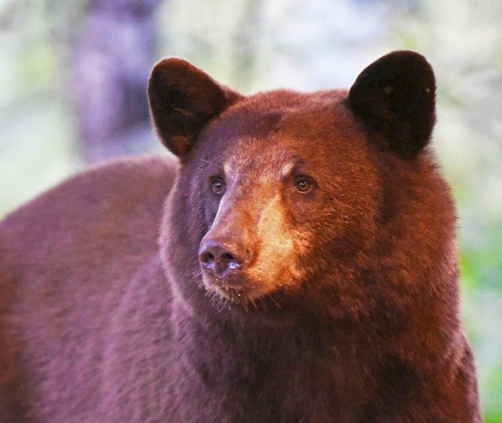 Cinnamon phase juvenile in town