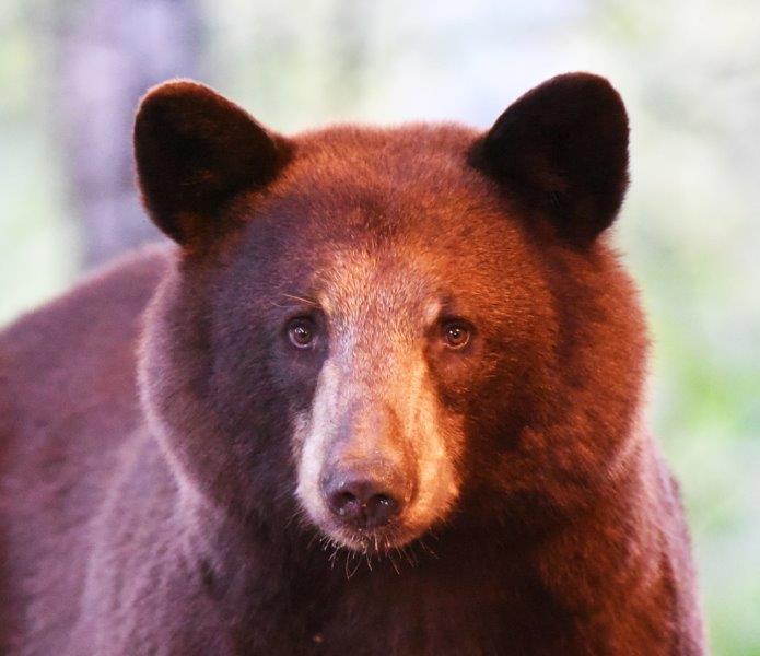 Cinnamon phase Juvenile spotted