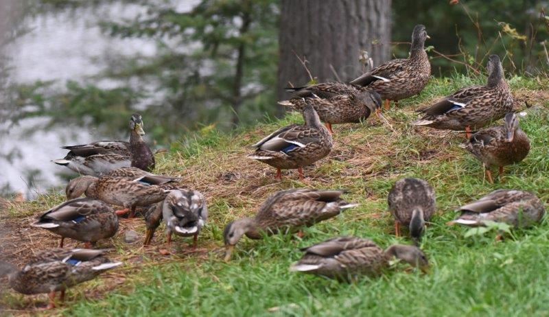 Mallards eating bear food