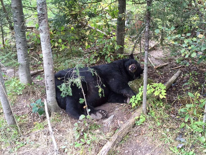 Ted resting in his day bed