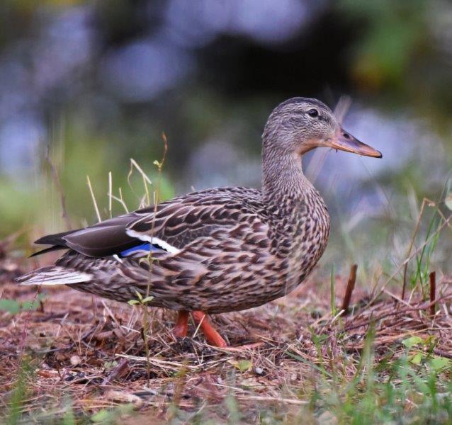 Mallard
