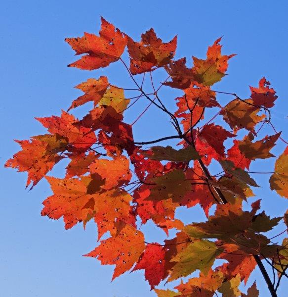 Red Maple