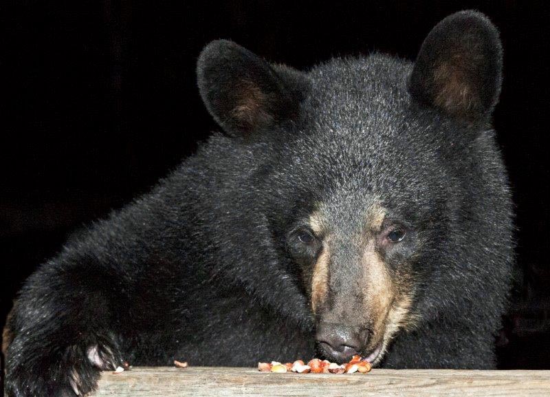 Geneva - Braveheart's cub