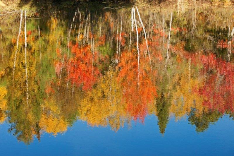Fall Reflections