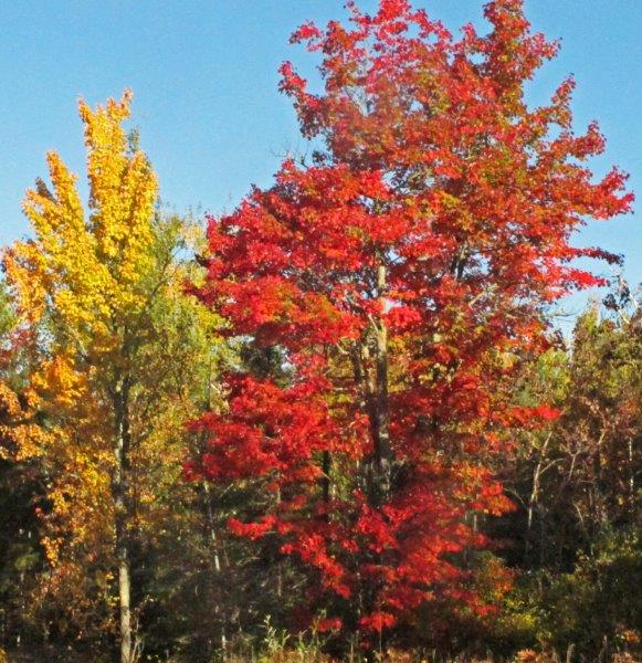 Red and Yellow Maples