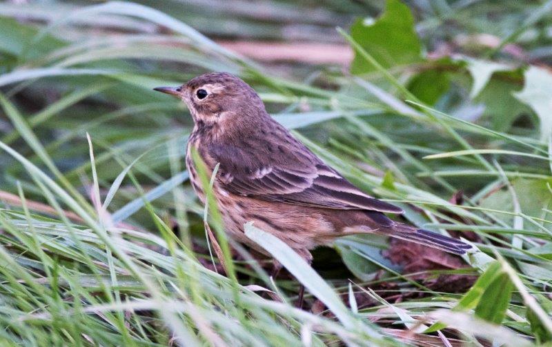 American Pipit (Anthus rubescens)