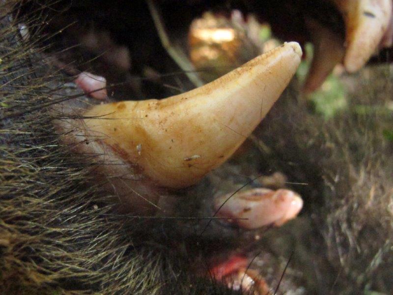 Male canine with cementum-enamel margin