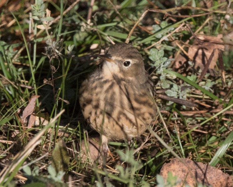 American Pipit