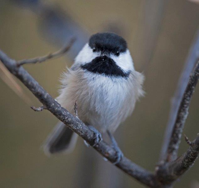 Chickadee