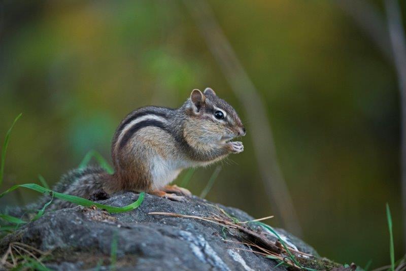Eastern Chipmunk