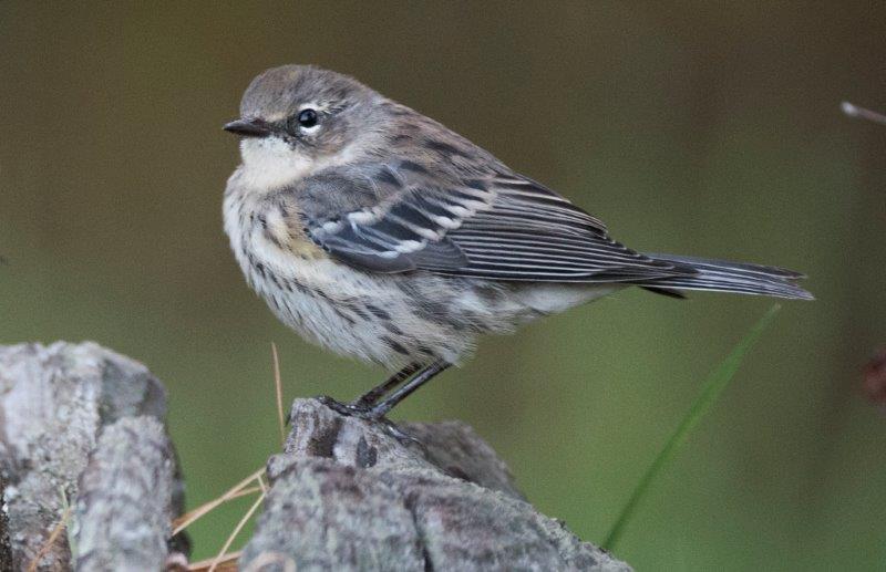 Yellow rumped warblers