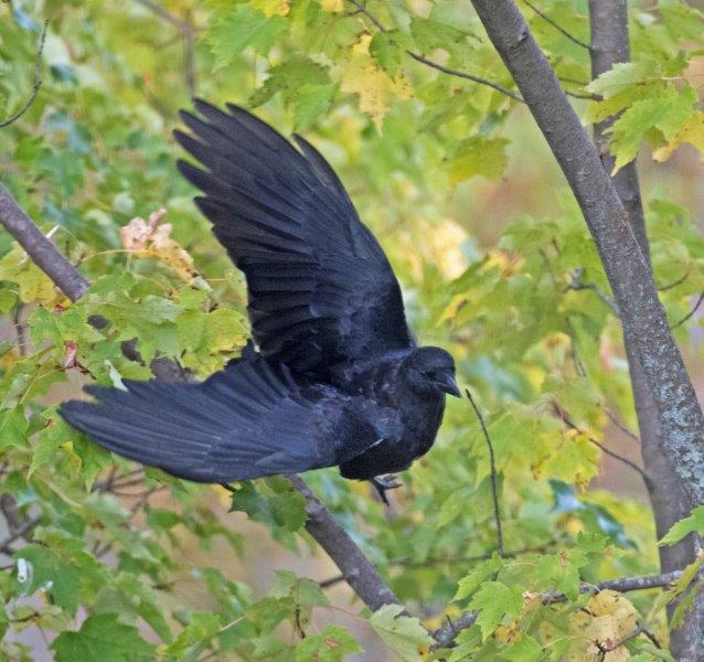 American Crow