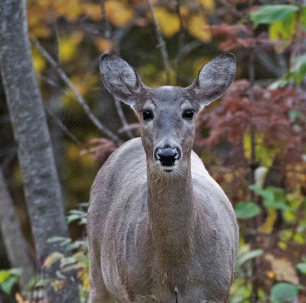Deer looking at camera man
