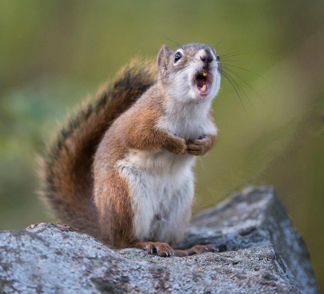 Red Squirrel Chattering