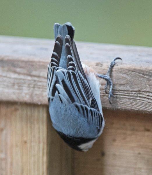 White-breasted nuthatch