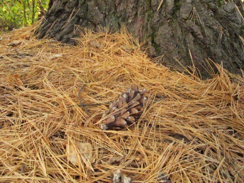 White pine trunk cone needles