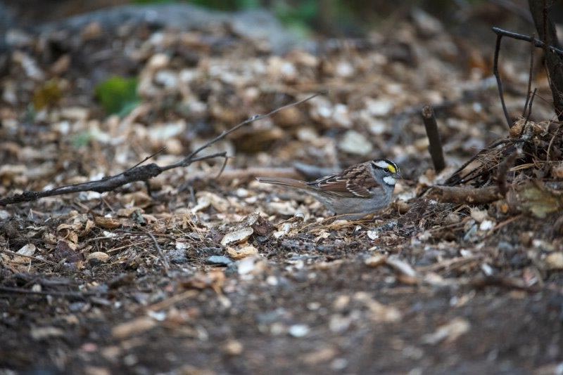 White-throated sparrow - White striped morph