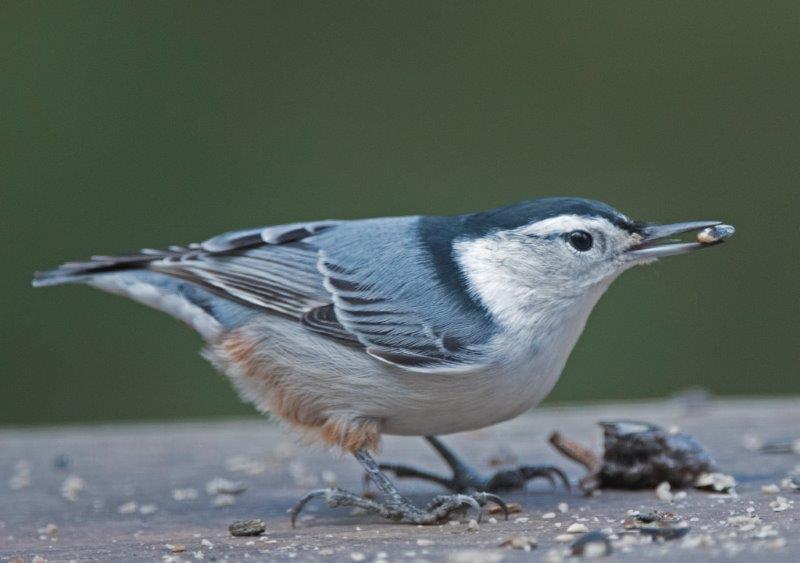 Male white-breasted nuthatch