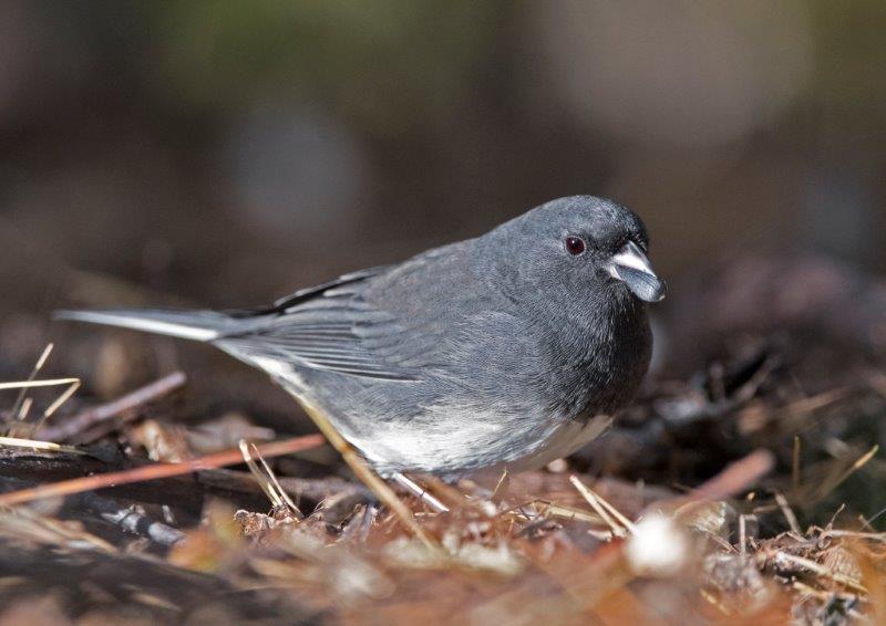 Dark-eyed junco