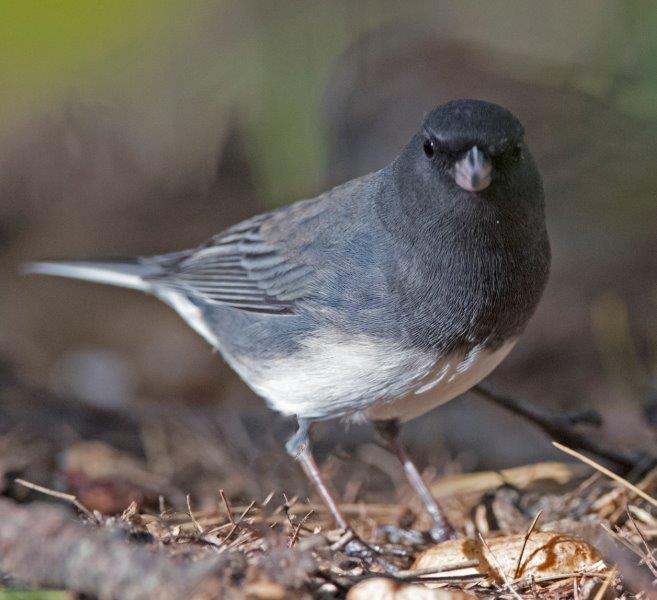 Slate-colored junco