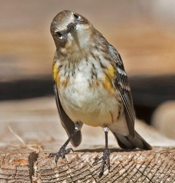 Yellow-rumped warbler