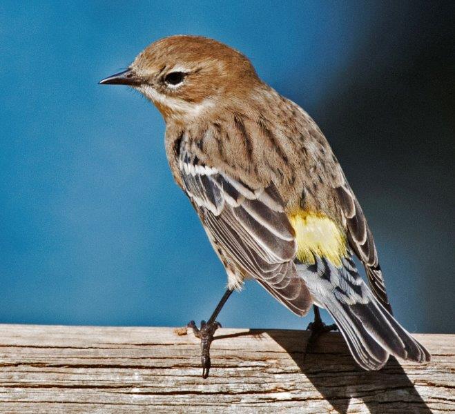 Yellow-rumped warbler