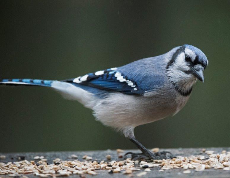 Blue jay