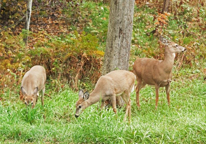 Deer family grazing
