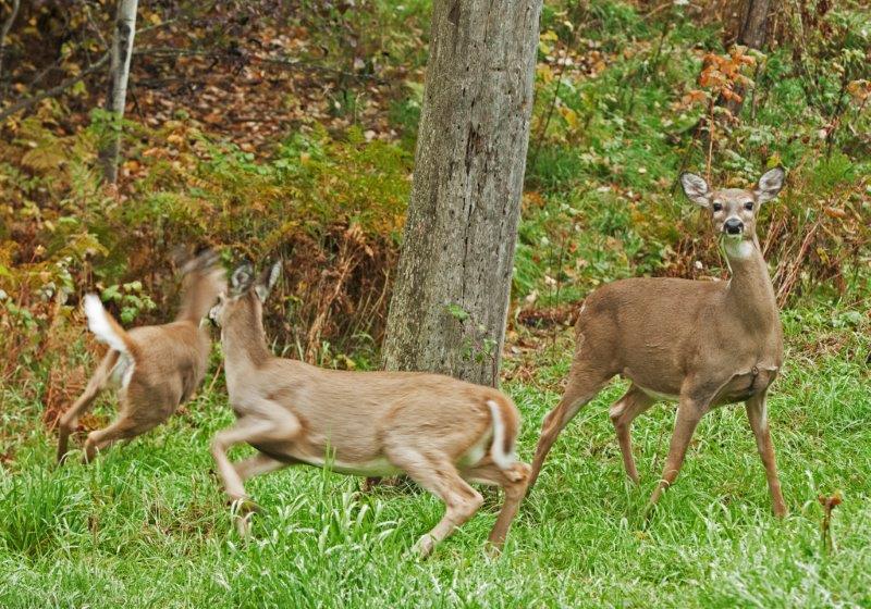 Deer family running