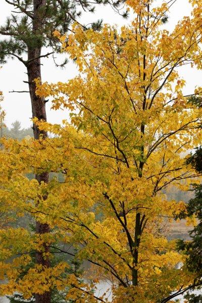 Red maple tree in yellow
