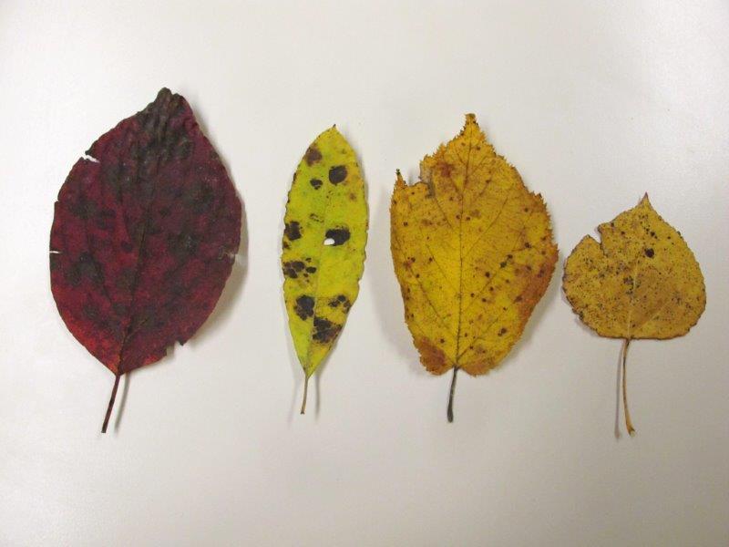 fall leaves