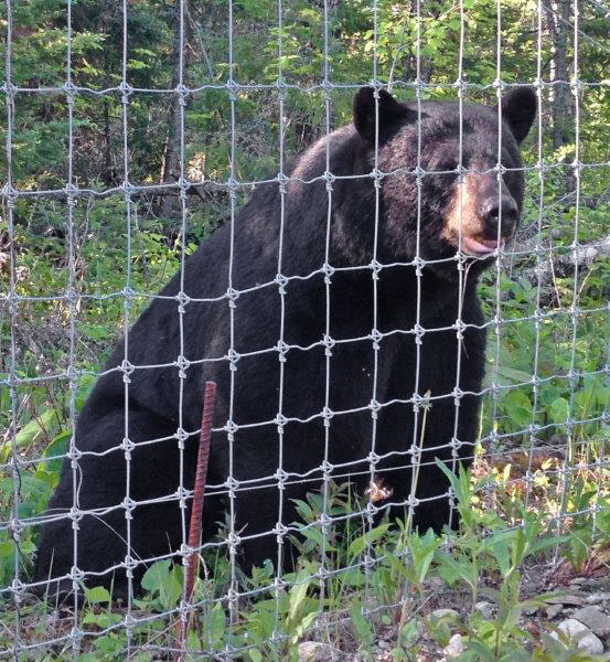 Male visitor June 13, 2013