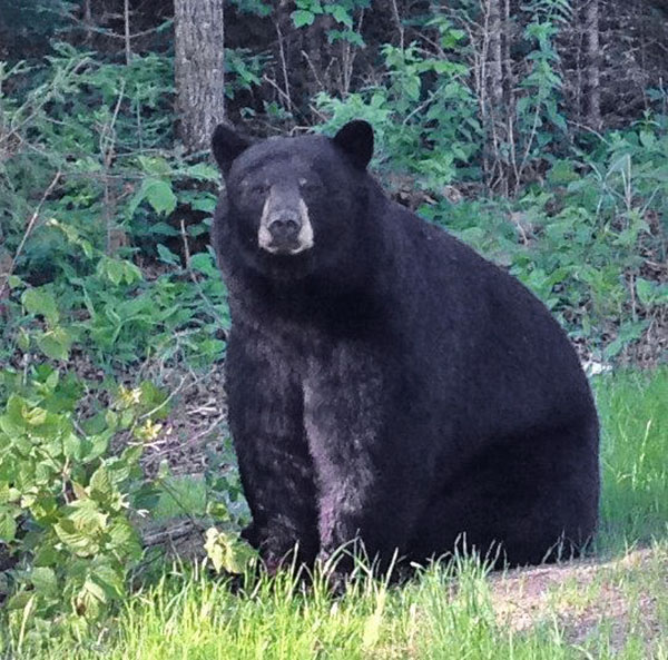 Male visitor on June 13, 2013