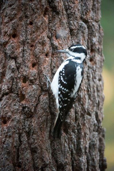 Hairy woodpecker