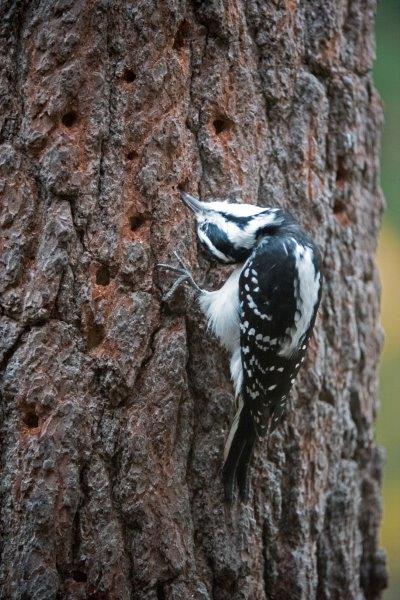Hairy woodpecker twisting neck