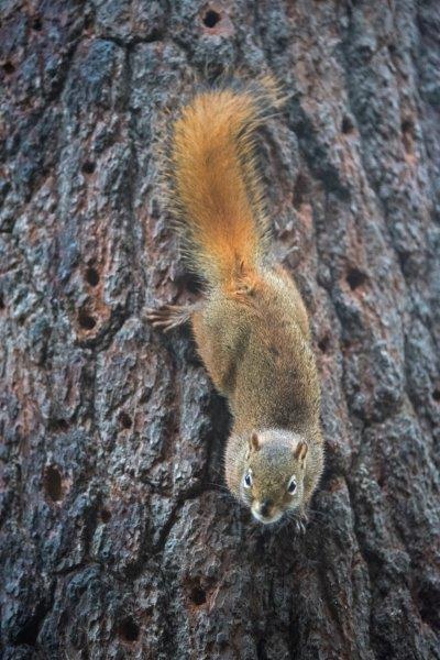 Red squirrel