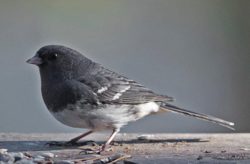 White-winged junco