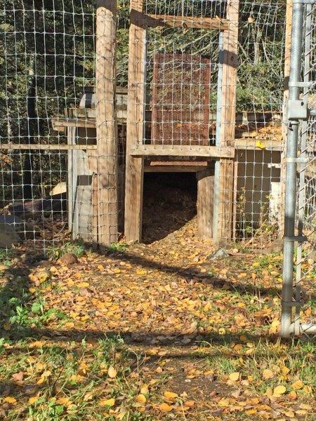 Lucky and Holly's den